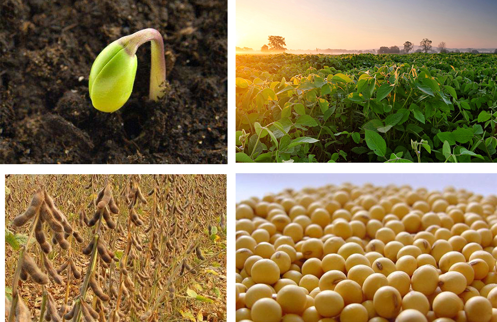 1553692685250244.jpg 9527.jpg